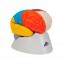 Cerveau neuro-anatomique détachable en huit morceaux Cerveau neuro-anatomique détachable en huit morceaux