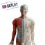 Modèle anatomique du corps humain masculin 85 cm - OUTLET