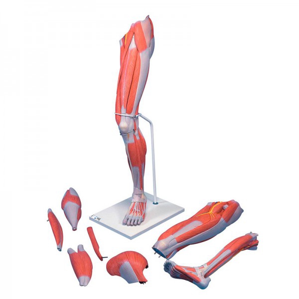 Modèle de muscle de jambe amovible en sept pièces différentes Modèle de muscle de jambe amovible en sept pièces différentes