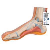 Modèle de pied réaliste (Idéal pour l'étude anatomique)