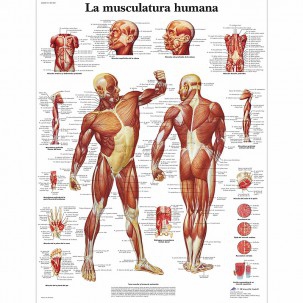 Fiche d'anatomie : Musculature humaine