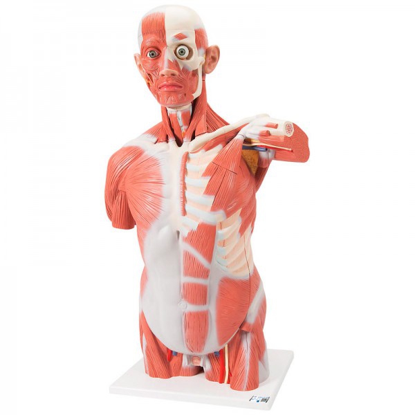 Modèle détachable de torse musculaire grandeur nature (27 parties différentes) Modèle détachable de torse musculaire grandeur nature (27 parties différentes)