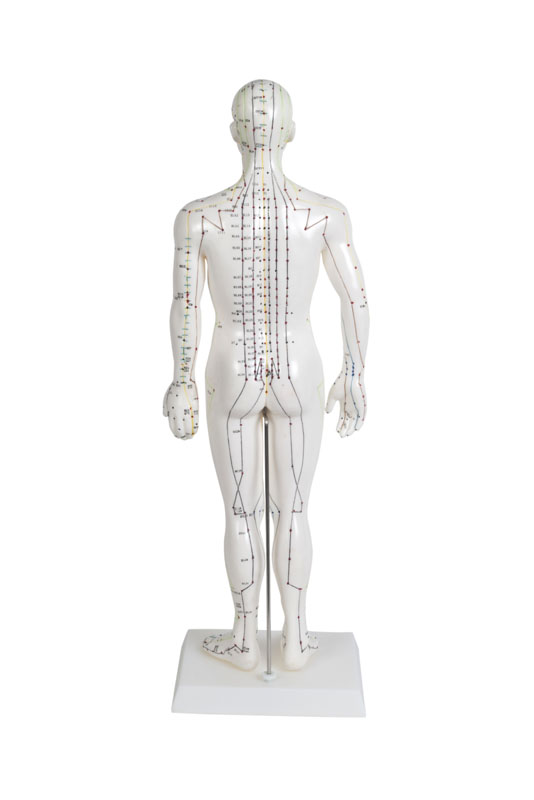 Modèle anatomique du corps humain masculin 50 cm: 361 points d