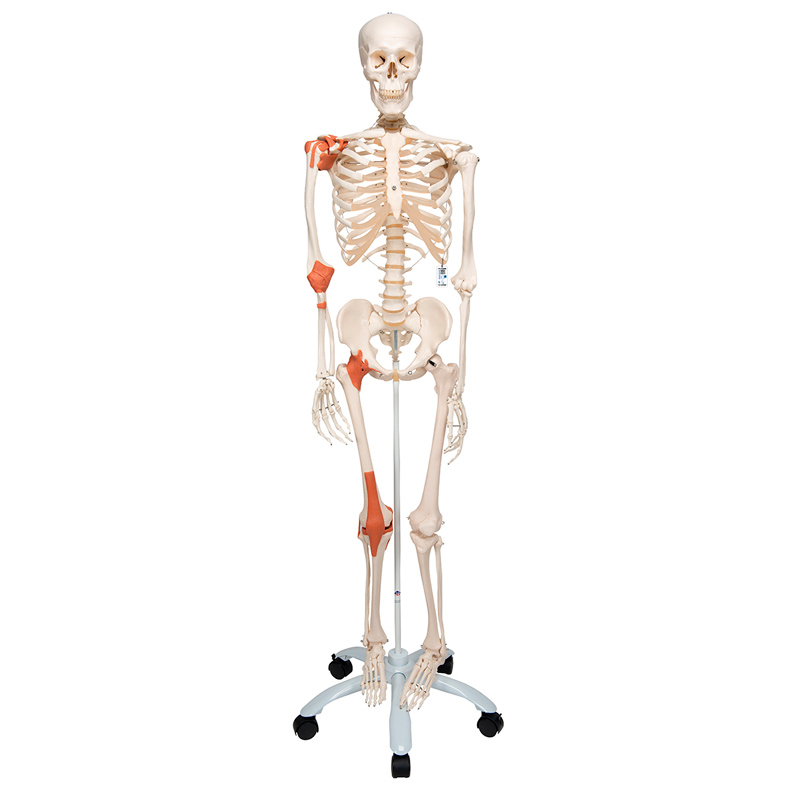 Squelette anatomique du Lion : avec ligaments articulaires et support à  cinq pattes avec roues - Boutique Fisaude